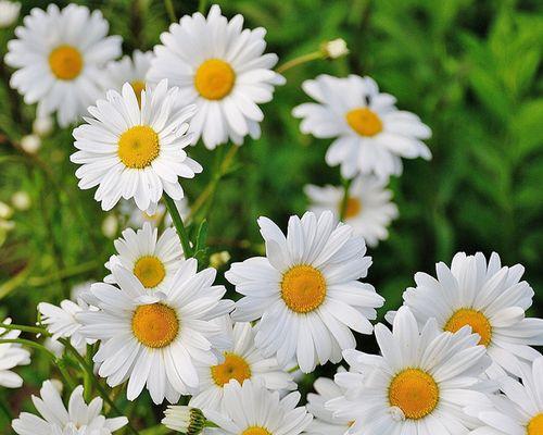 《大滨菊的花语与寓意》（诠释大滨菊的情感表达和象征意义）