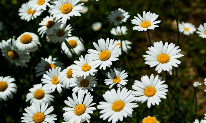 《大滨菊的花语与寓意》（诠释大滨菊的情感表达和象征意义）