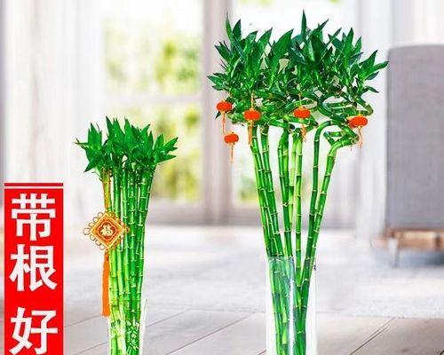 毛竹是什么植物？毛竹的特性及其在园林中的应用是什么？