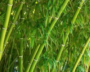 毛竹是什么植物？毛竹的特性及其在园林中的应用是什么？