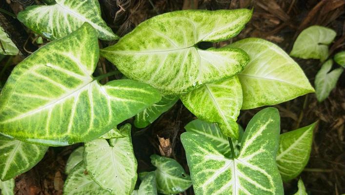 山荷叶的花语——寄托自然之美（探寻山荷叶的象征意义）