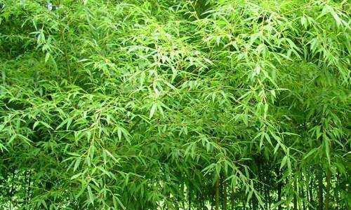 毛竹是什么植物？毛竹的特性及其在园林中的应用是什么？