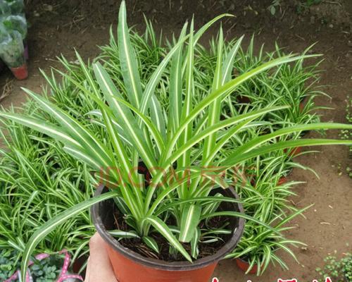 探寻金边吊兰的花语之美（金边吊兰）