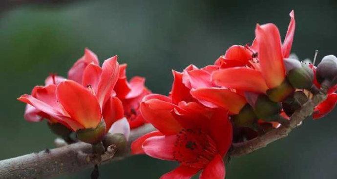 木棉花放在卧室安全吗？有无毒性影响？