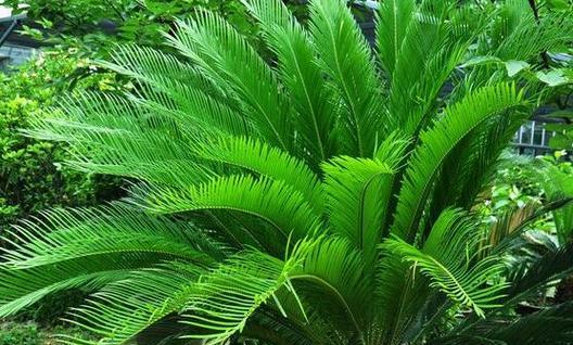 铁树的寓意与象征意义（探析铁树的坚韧与生命之美）