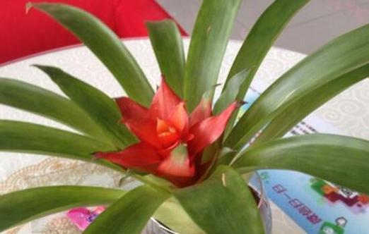 鸿运当头的根长什么样？如何辨别其真假？