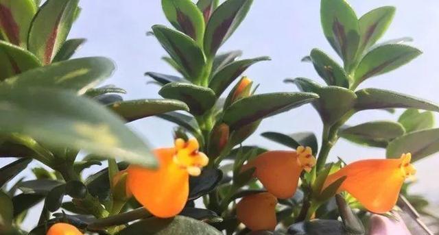 金鱼吊兰多久浇水一次？如何判断浇水时机？