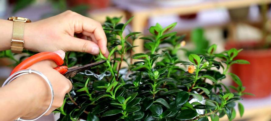 金鱼吊兰多久浇水一次？如何判断浇水时机？