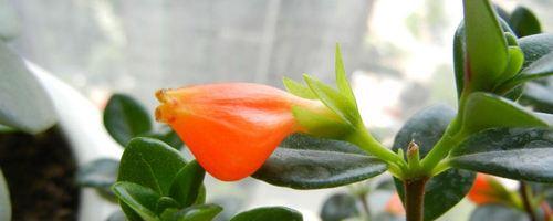 金鱼吊兰多久浇水一次？如何判断浇水时机？