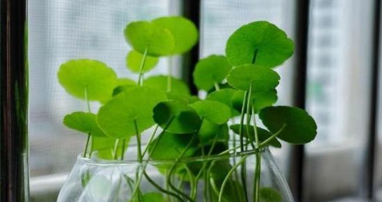 铜钱草（探秘铜钱草的花语与花期）