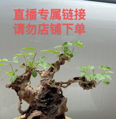 以黄荆树的风水作用黄荆盆景的风水寓意（承载吉祥与繁荣的黄金之树）