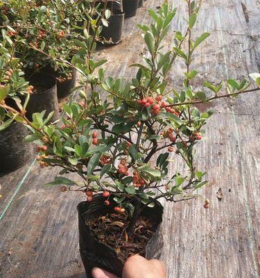 火棘插枝的成功率高吗？如何正确进行插枝操作？