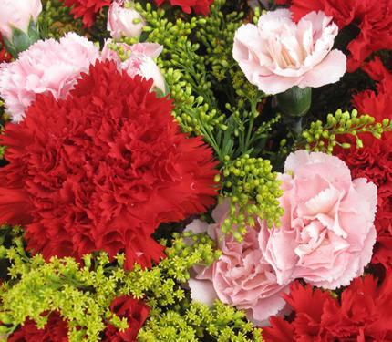 红色康乃馨的花语之爱的火焰（康乃馨花语的浪漫和热情）