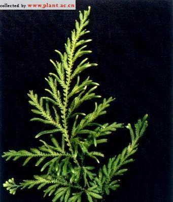 卷柏属于哪个植物类别？它属于哪个科的植物？