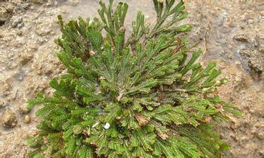 卷柏属于哪个植物类别？它属于哪个科的植物？