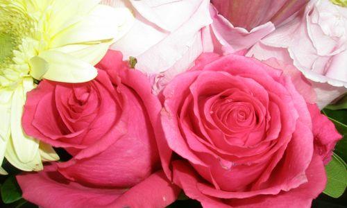 友谊之花（用百合花传递友谊与真诚）