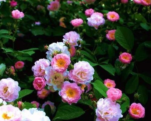 友谊之花(用百合花传递友谊与真诚) 友谊之花(用百合花传递友谊与真诚)