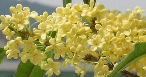 四季桂花的花语(四季桂花的花语传递着坚持与忍耐的力量)