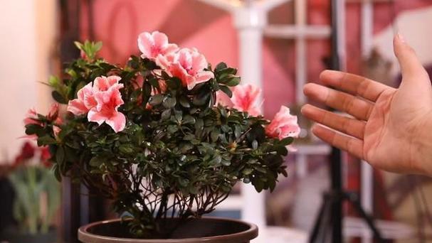 杜鹃花喜欢阳光吗？如何正确为杜鹃花提供光照条件？