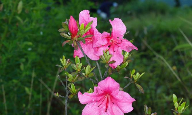 杜鹃花喜欢阳光吗？如何正确为杜鹃花提供光照条件？