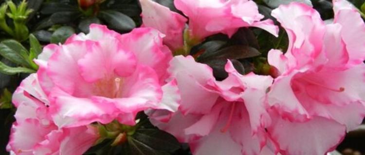 杜鹃花喜欢阳光吗？如何正确为杜鹃花提供光照条件？