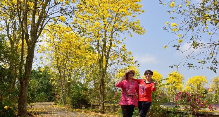 黄花风铃木花语的意义与传说（揭秘黄花风铃木背后的神秘花语）