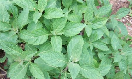 溪黄草有什么作用?它的药用价值和常见问题解答 溪黄草有什么作用?它的药用价值和常见问题解答