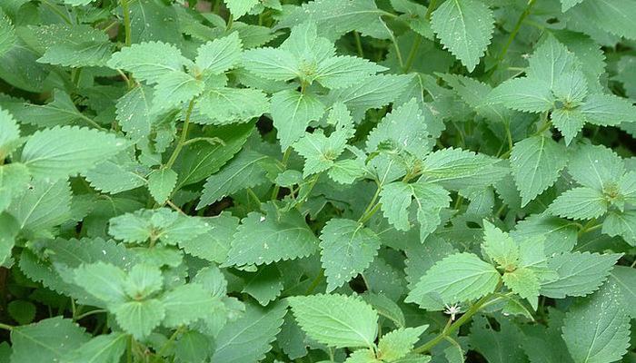 溪黄草有什么作用?它的药用价值和常见问题解答 溪黄草有什么作用?它的药用价值和常见问题解答