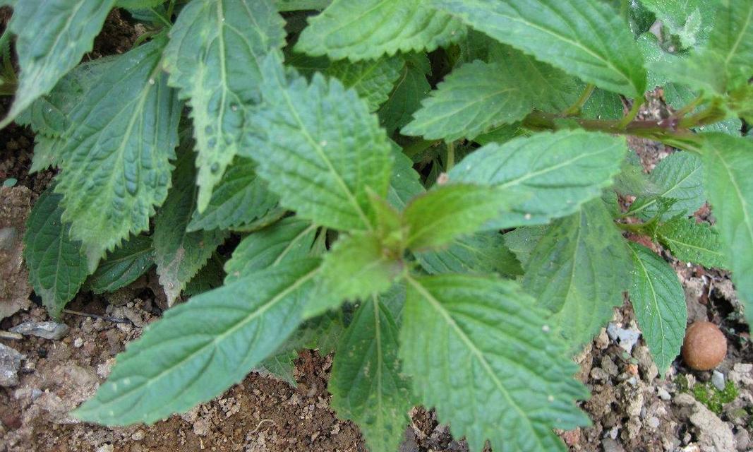 溪黄草有什么作用?它的药用价值和常见问题解答 溪黄草有什么作用?它的药用价值和常见问题解答