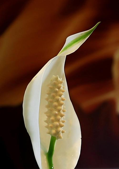 以白掌的寓意（掌握生命的勇气）