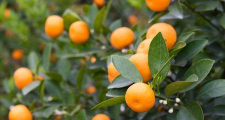 桃子的象征意义（桃子的文化内涵与象征价值）