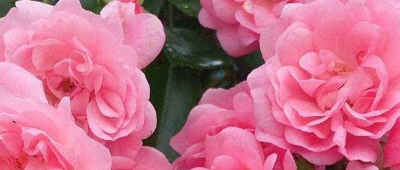 错过的花语（用花语表达的无法重来的遗憾）