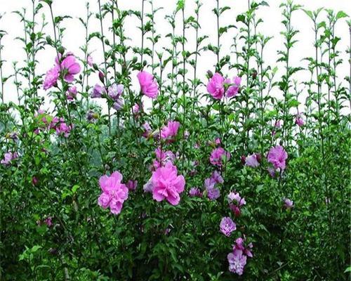 木槿适合什么土种植？如何选择最佳土壤类型？