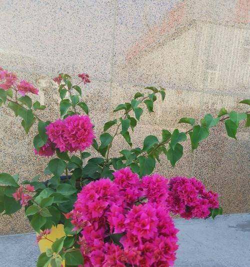 三角梅花语与寓意（解读三角梅花的含义和象征）