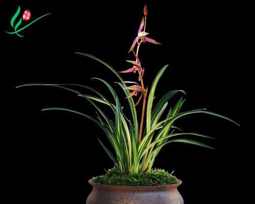 墨兰烂心怎么办?如何预防和处理兰花烂心病?