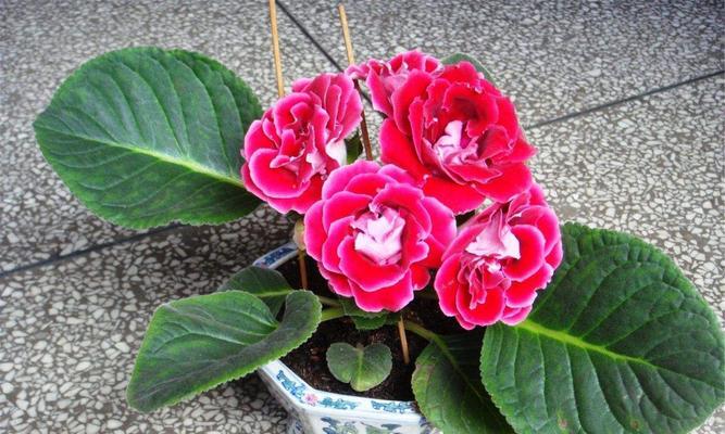 大岩桐用多大的盆合适？如何根据植株大小选择花盆尺寸？