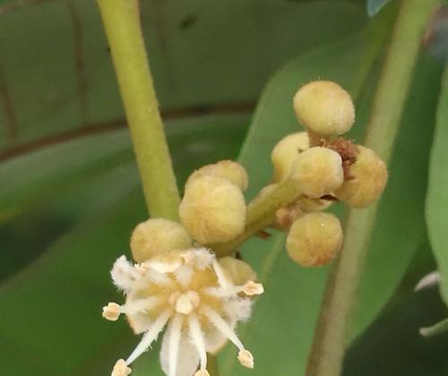 桂圆开花结果需要多长时间？常见问题有哪些？