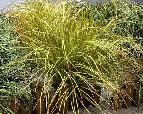 商铺门口适合放什么植物？如何选择合适的植物来装饰？