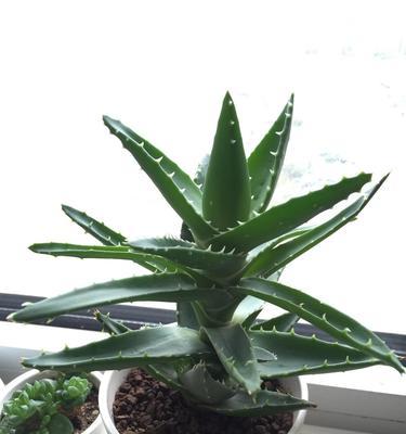 芦荟的开花与寓意（不夜城芦荟的花朵与生命的奇迹）