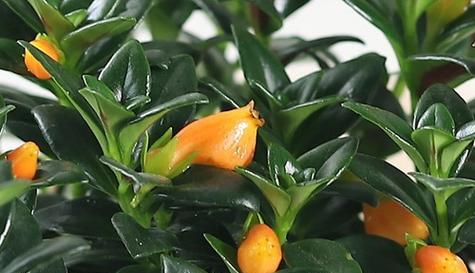 金鱼吊兰花期持续多久？如何延长花期？