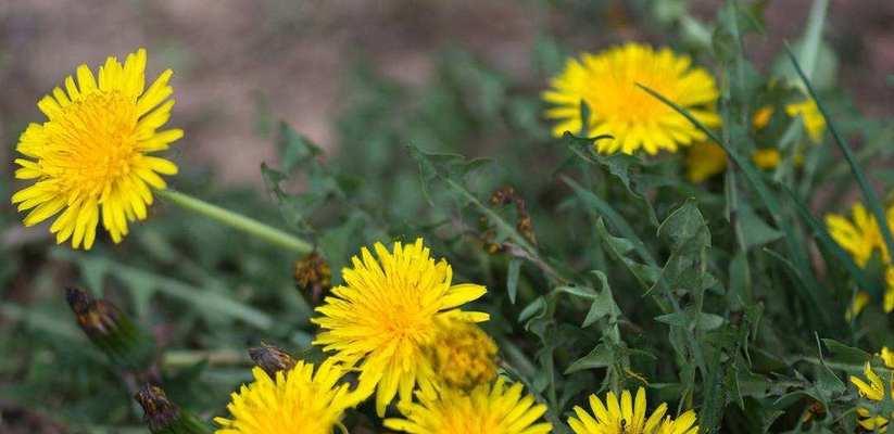 蒲公英属于什么植物类型？它的分类和特点是什么？