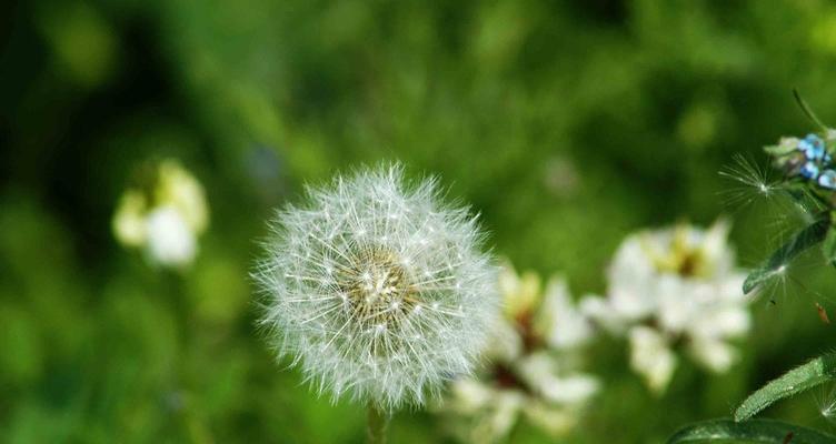 蒲公英属于什么植物类型?它的分类和特点是什么? 蒲公英属于什么植物类型?它的分类和特点是什么?