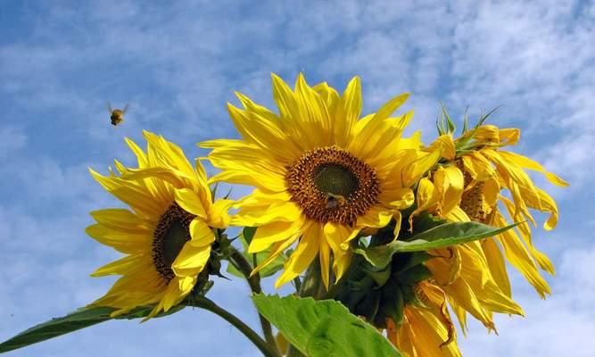 黑夜中的光明——以向日葵为主题的花语探析（阳光）