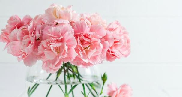 康乃馨的特点与象征意义（探索康乃馨的花语与美学）