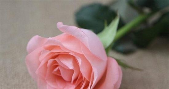 玫瑰花语的寓意(玫瑰花语的深层含义及不同颜色的象征意义) 玫瑰花语的寓意(玫瑰花语的深层含义及不同颜色的象征意义)