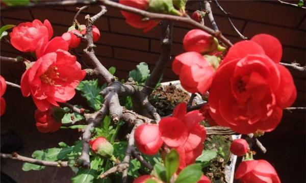 海棠树的寓意与风水（揭秘海棠树的神秘力量）