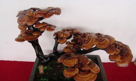 灵芝（探索灵芝在中华文化中的神奇意义）