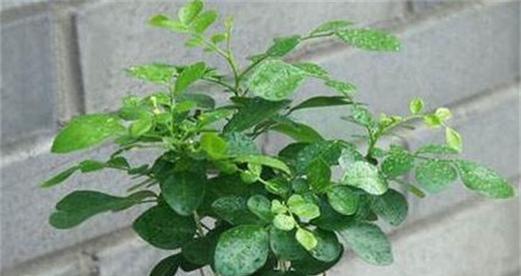 九里香是落叶植物吗？了解九里香的生长特性！