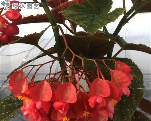 竹节海棠花语与寓意（探寻竹节海棠花的独特含义）