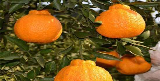 沙田柚的性质是什么?吃多了会上火吗? 沙田柚的性质是什么?吃多了会上火吗?